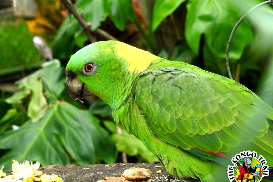 Congo Canopy Monkey Sanctuary Tour