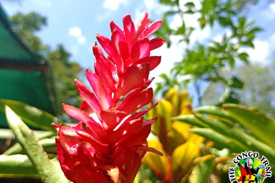 Congo Canopy Monkey Sanctuary Tour