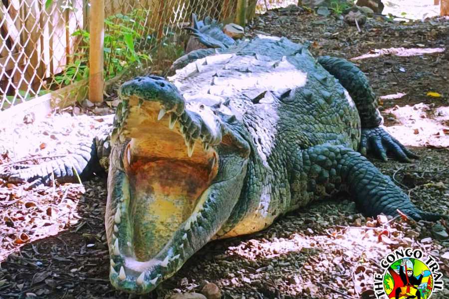 Congo Canopy Monkey Sanctuary Tour