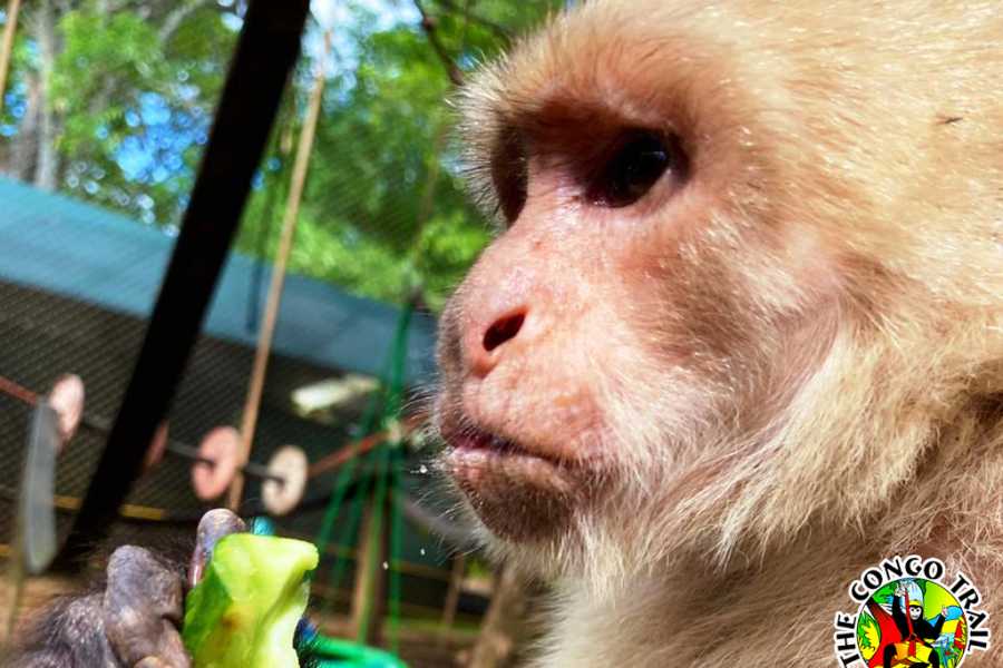 Congo Canopy Monkey Sanctuary Tour