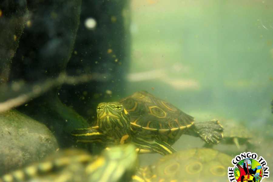 Congo Canopy Monkey Sanctuary Tour