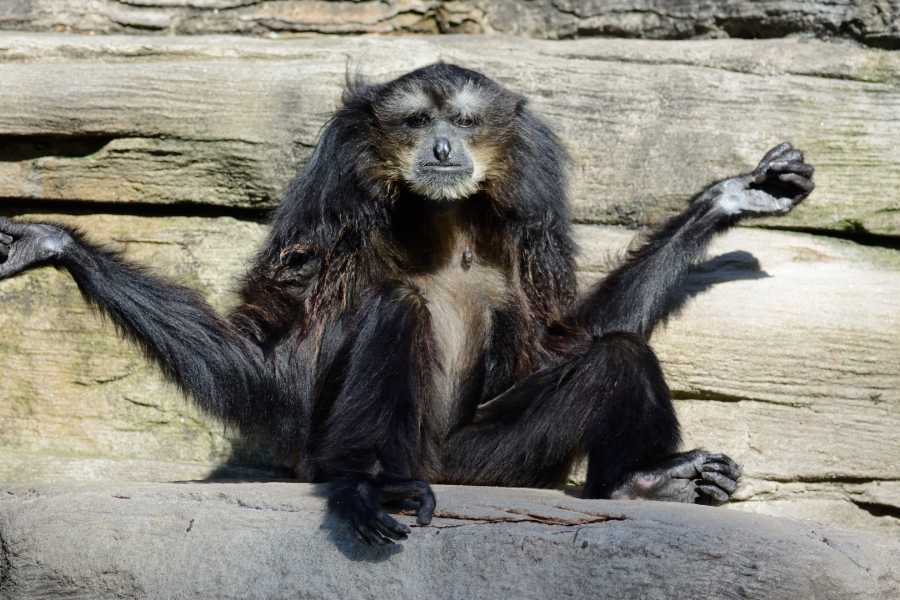 Congo Canopy Monkey Sanctuary Tour