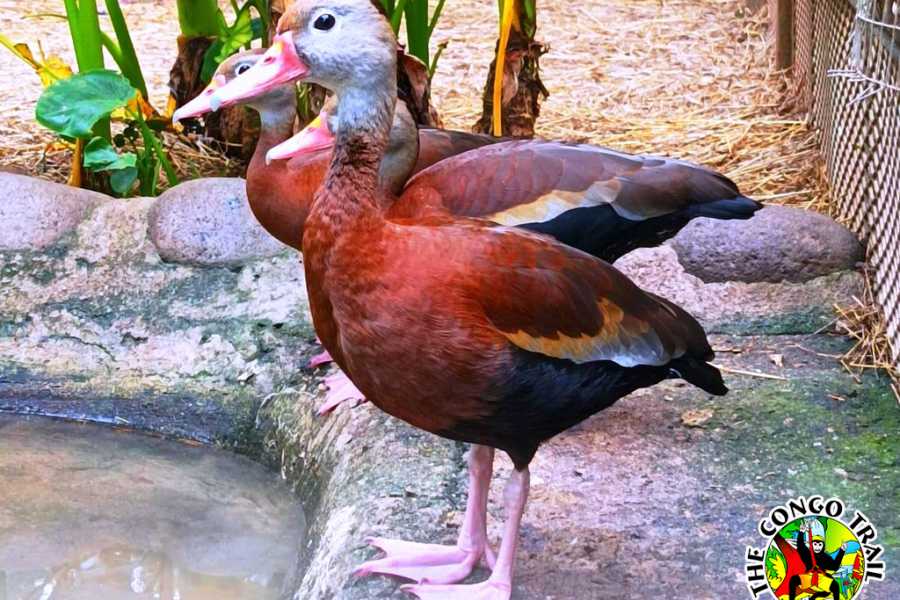 Congo Canopy Monkey Sanctuary Tour