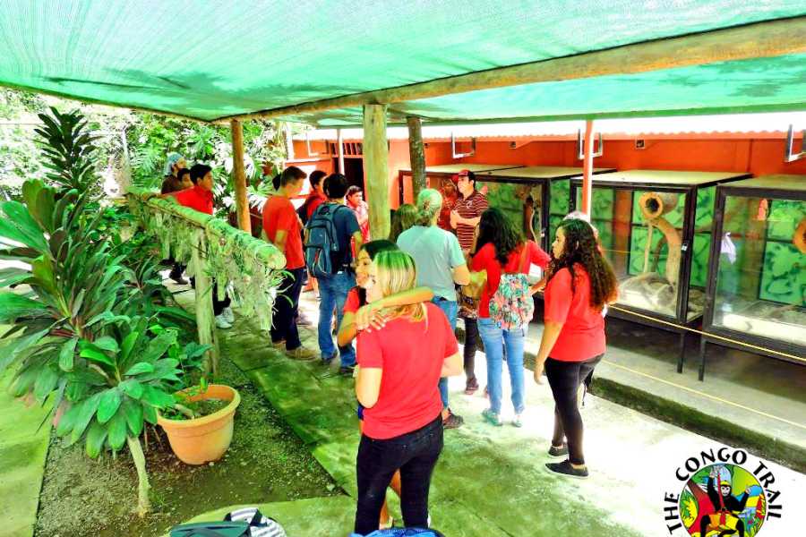 Congo Canopy Monkey Sanctuary Tour