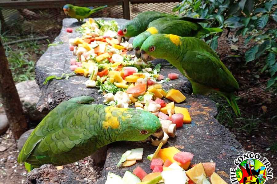 Congo Canopy Monkey Sanctuary Tour