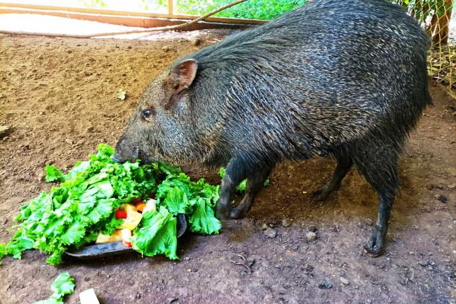 Congo Canopy Monkey Sanctuary Tour