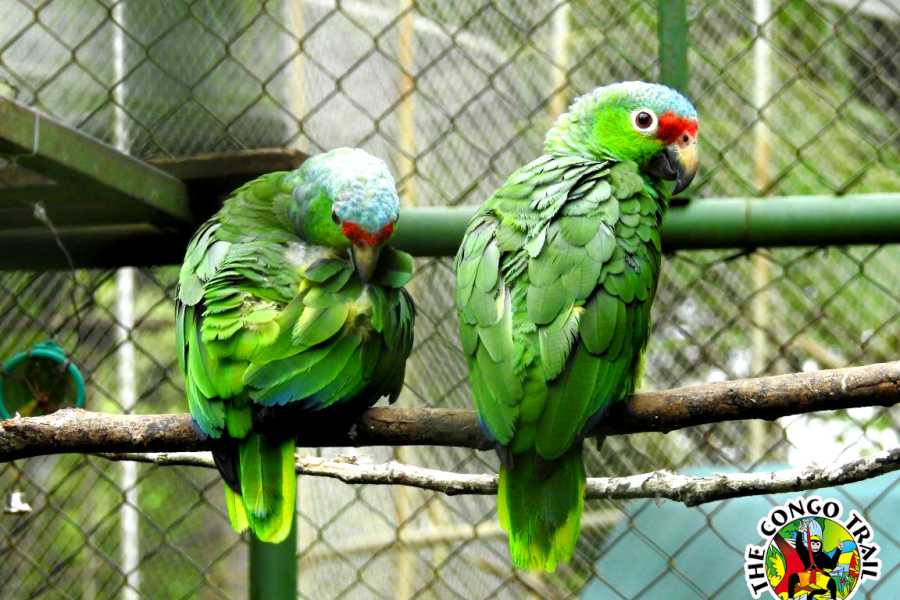 Congo Canopy Monkey Sanctuary Tour