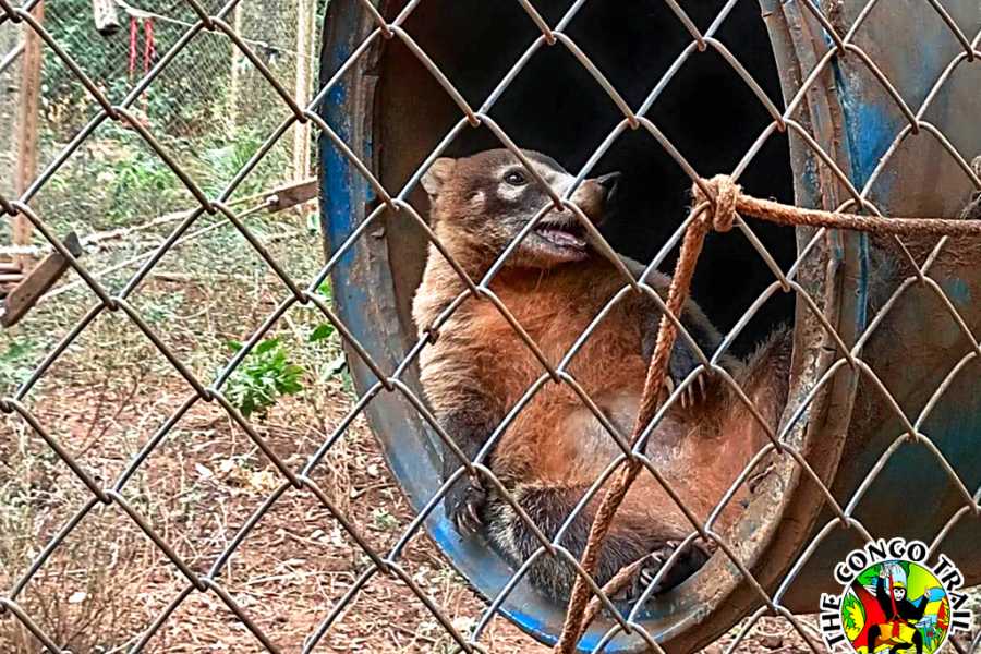 Congo Canopy Monkey Sanctuary Tour