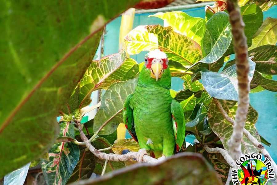 Congo Canopy Monkey Sanctuary Tour