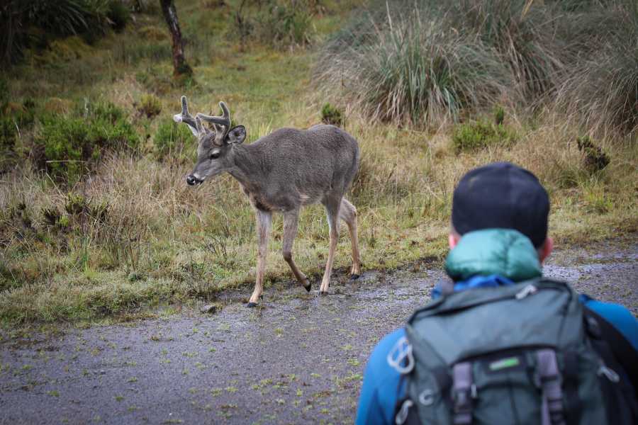 Andes Ecotours Chingaza Wildlife P&aacute;ramo Adventure