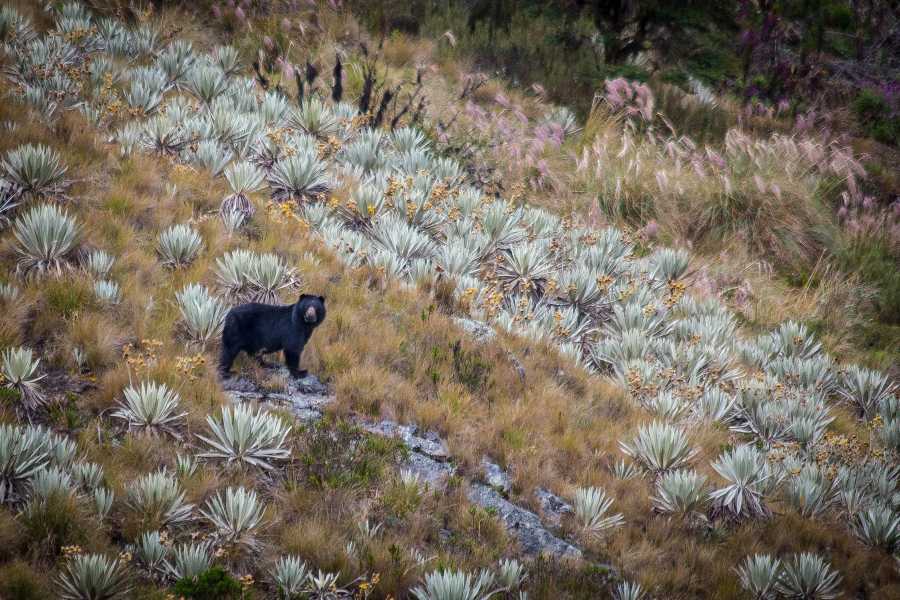 Andes Ecotours Chingaza Wildlife P&aacute;ramo Adventure