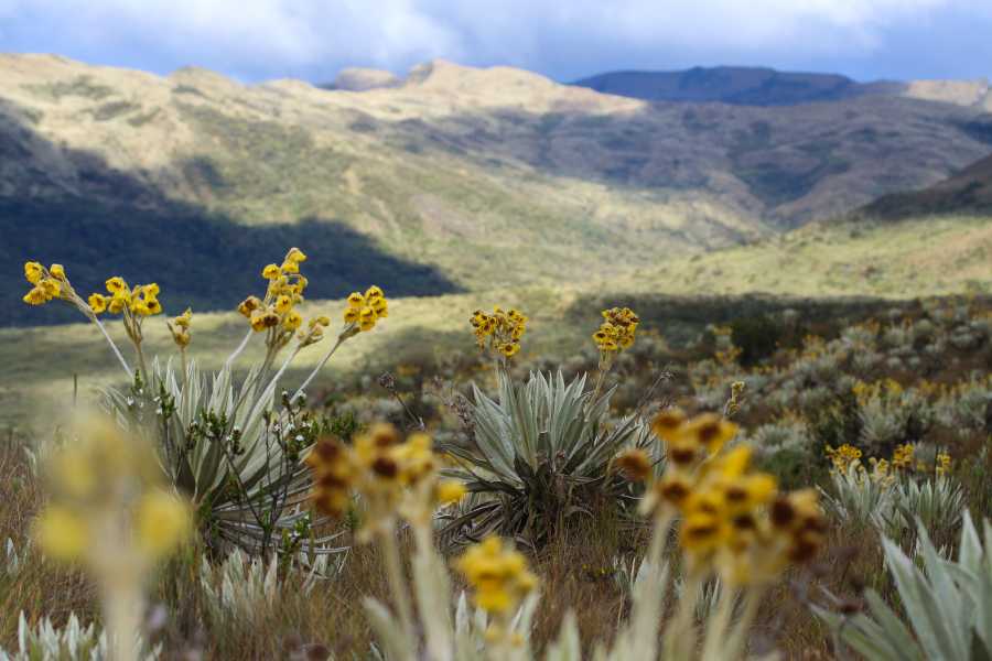 Andes Ecotours Chingaza Wildlife P&aacute;ramo Adventure