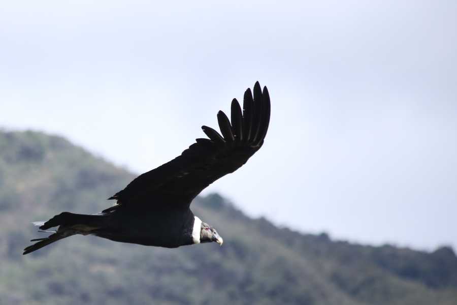 Andes Ecotours Chingaza Wildlife P&aacute;ramo Adventure