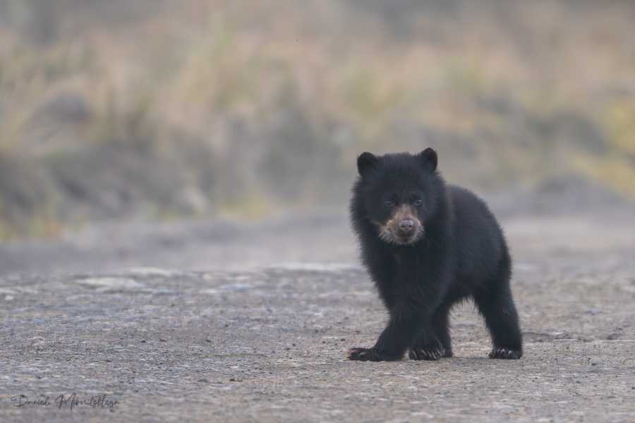 Andes Ecotours Chingaza Wildlife P&aacute;ramo Adventure