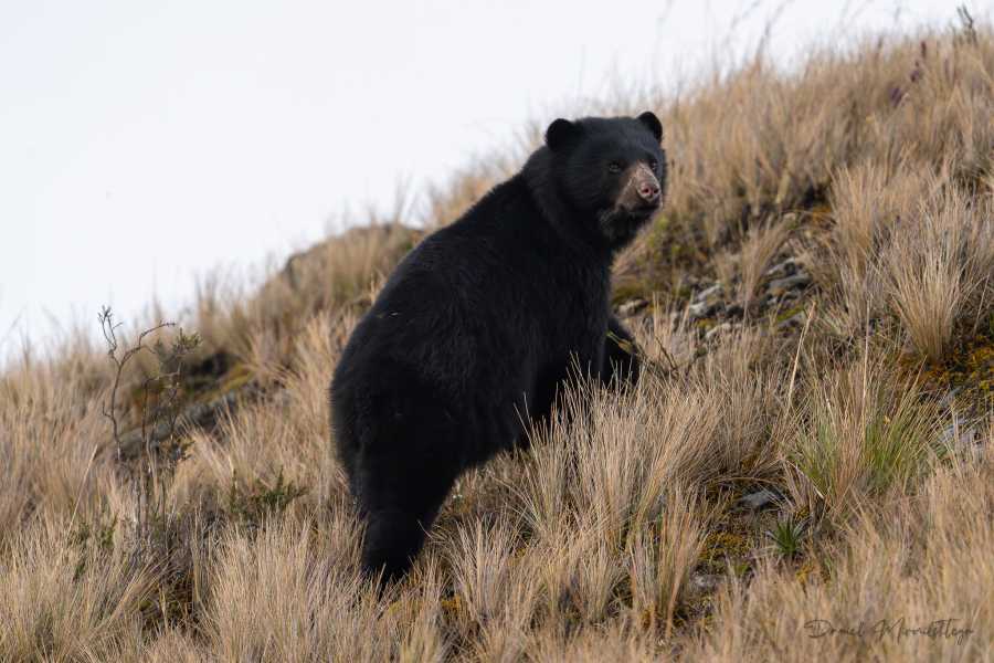 Andes Ecotours Chingaza Wildlife P&aacute;ramo Adventure