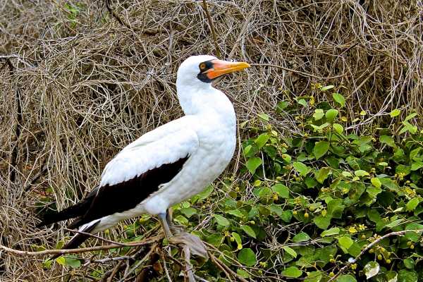 Isla de la Plata Full-Day Tour | Whales, Blue-footed Boobies & Snorkeling
