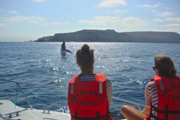 Isla de la Plata Full-Day Tour | Whales, Blue-footed Boobies & Snorkeling