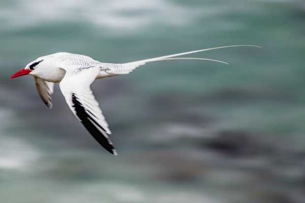 Isla de la Plata Full-Day Tour | Whales, Blue-footed Boobies & Snorkeling