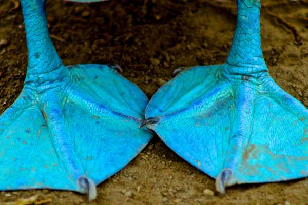 Isla de la Plata Full-Day Tour | Whales, Blue-footed Boobies & Snorkeling