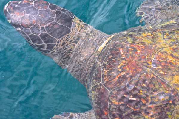 Isla de la Plata Full-Day Tour | Whales, Blue-footed Boobies & Snorkeling