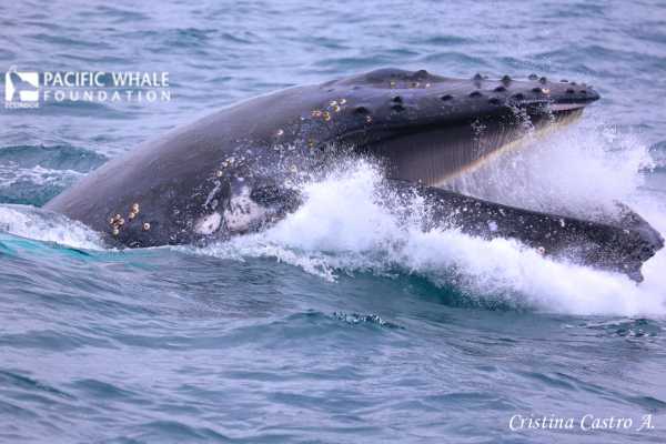 Isla de la Plata Full-Day Tour | Whales, Blue-footed Boobies & Snorkeling
