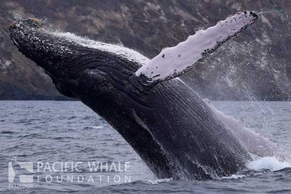 Isla de la Plata Full-Day Tour | Whales, Blue-footed Boobies & Snorkeling