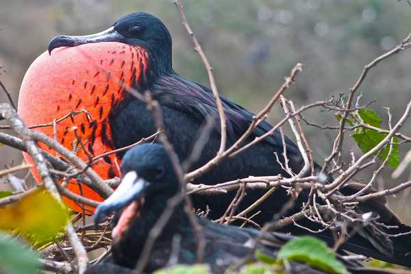Isla de la Plata Full-Day Tour | Whales, Blue-footed Boobies & Snorkeling