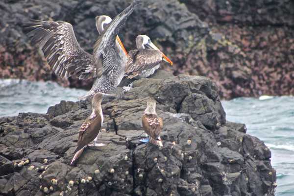 Isla de la Plata Full-Day Tour | Whales, Blue-footed Boobies & Snorkeling