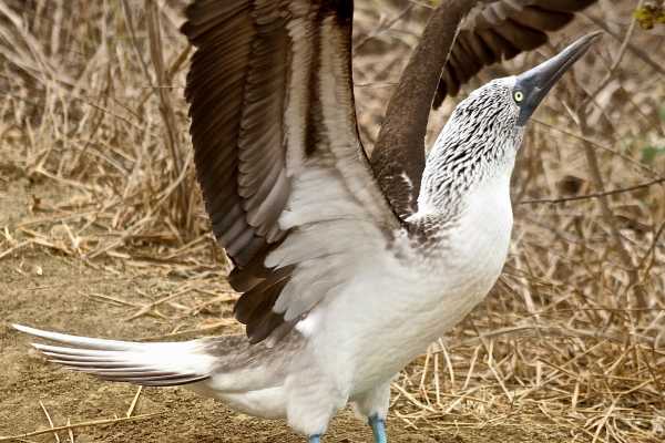 Isla de la Plata Full-Day Tour | Whales, Blue-footed Boobies & Snorkeling