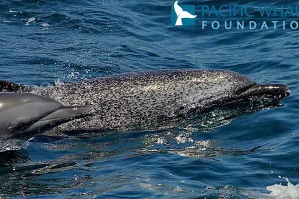 Isla de la Plata Full-Day Tour | Whales, Blue-footed Boobies & Snorkeling