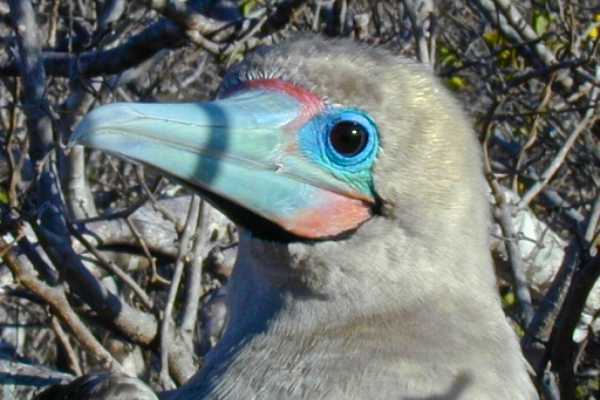 Isla de la Plata Full-Day Tour | Whales, Blue-footed Boobies & Snorkeling