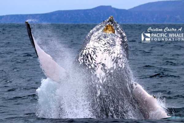 Isla de la Plata Full-Day Tour | Whales, Blue-footed Boobies & Snorkeling