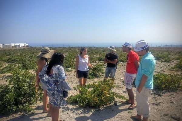 Santorini Food & Wine Tasting