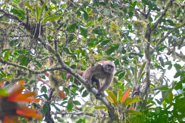 RAINFOREST TOUR | BIRDS | MONKEYS |HORSES AND TREKKING | MACHALILLA PARK