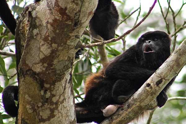 RAINFOREST TOUR | BIRDS | MONKEYS |HORSES AND TREKKING | MACHALILLA PARK