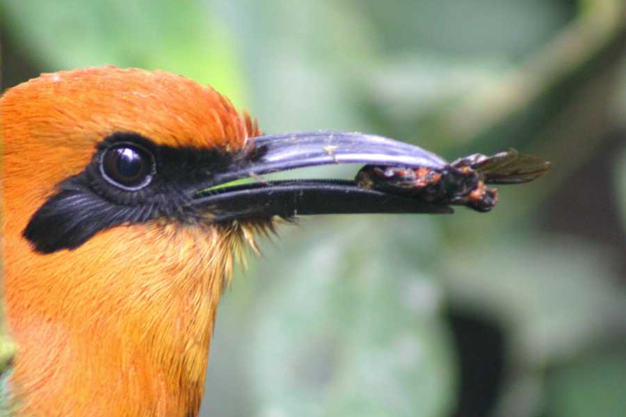 PALO SANTO TRAVEL RAINFOREST TOUR | BIRDS | MONKEYS |HORSES AND TREKKING | MACHALILLA PARK