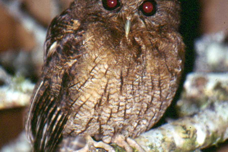 PALO SANTO TRAVEL RAINFOREST TOUR | BIRDS | MONKEYS |HORSES AND TREKKING | MACHALILLA PARK