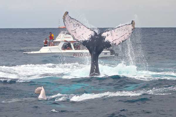 WHALE WATCHING | VIP TOUR | ISLA DE LA PLATA | PUERTO L&Oacute;PEZ ECUADOR
