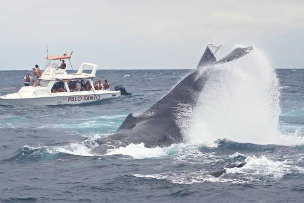 WHALE WATCHING | VIP TOUR | ISLA DE LA PLATA | PUERTO L&Oacute;PEZ ECUADOR