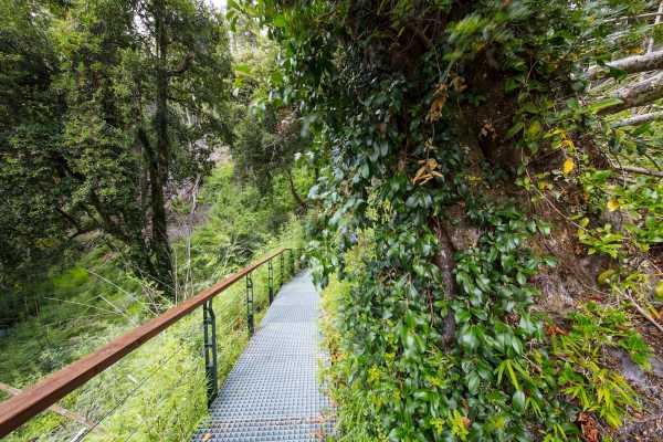 Bosque de Alerces Milenarios