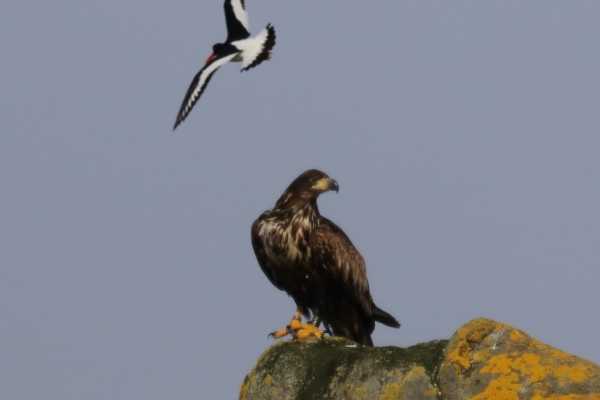 The Shiant Islands Cruise (Start-of-Season Only), from Gairloch
