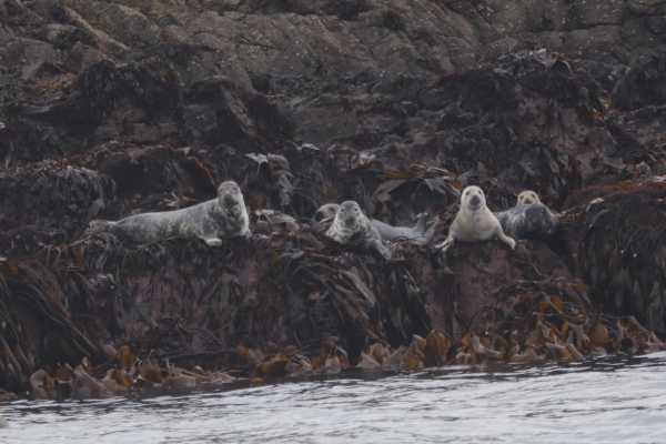 The Shiant Islands Cruise (Start-of-Season Only), from Gairloch