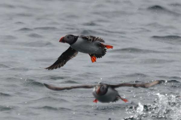 The Shiant Islands Cruise (Start-of-Season Only), from Gairloch
