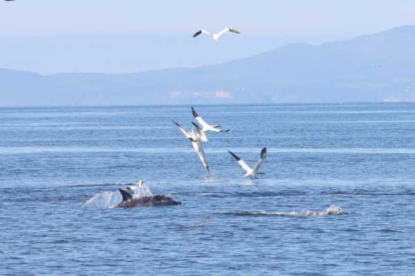 4h Ultimate Orca 1 Cruise, from Gairloch