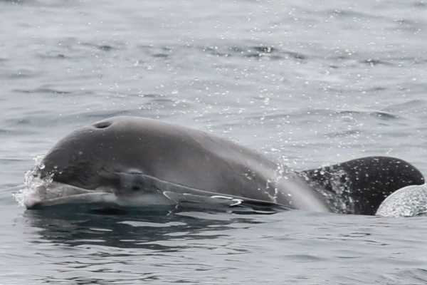 4h Ultimate Orca 1 Cruise, from Gairloch