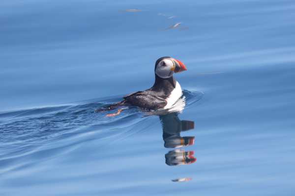 4h Ultimate Orca 1 Cruise, from Gairloch