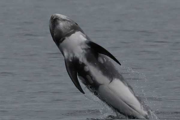 4h Ultimate Orca 1 Cruise, from Gairloch