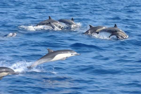 BLUE DOLPHIN 2h
