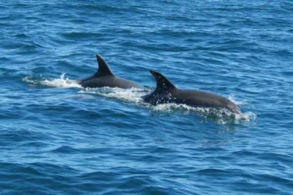 BLUE DOLPHIN 2h