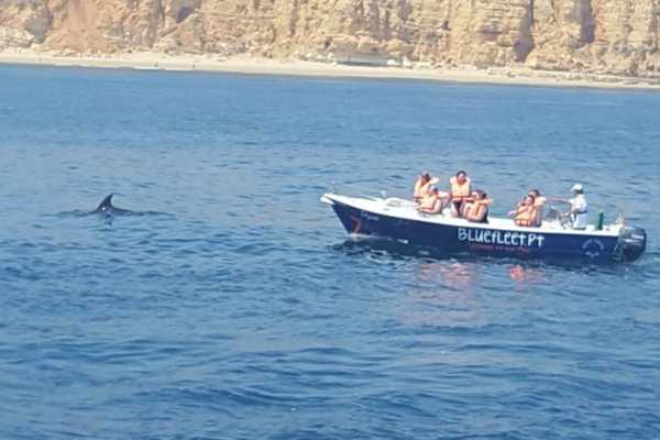 BLUE DOLPHIN 2h
